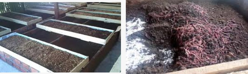 Prosesbudidaya cacing milik Bapak Fahri  di Dusun Gedebeg. Bapak Fahri